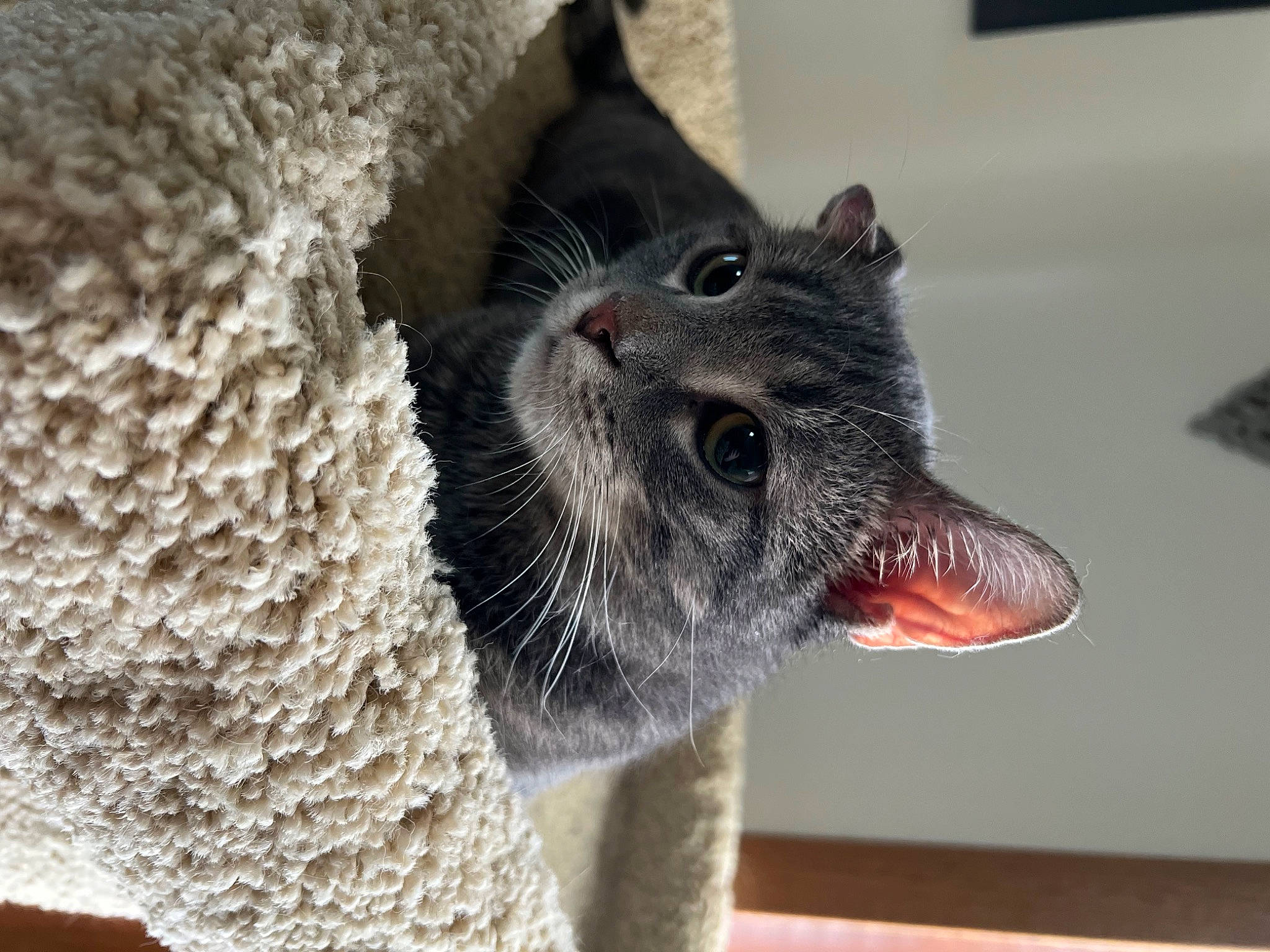 Bruno is registered to the contest to win money with this photo: carnivore, cat, cat_supply, claw, domestic_short_haired_cat, fang, felidae, fur, small_to_medium_sized_cats, snout, tail, terrestrial_animal, whiskers, window