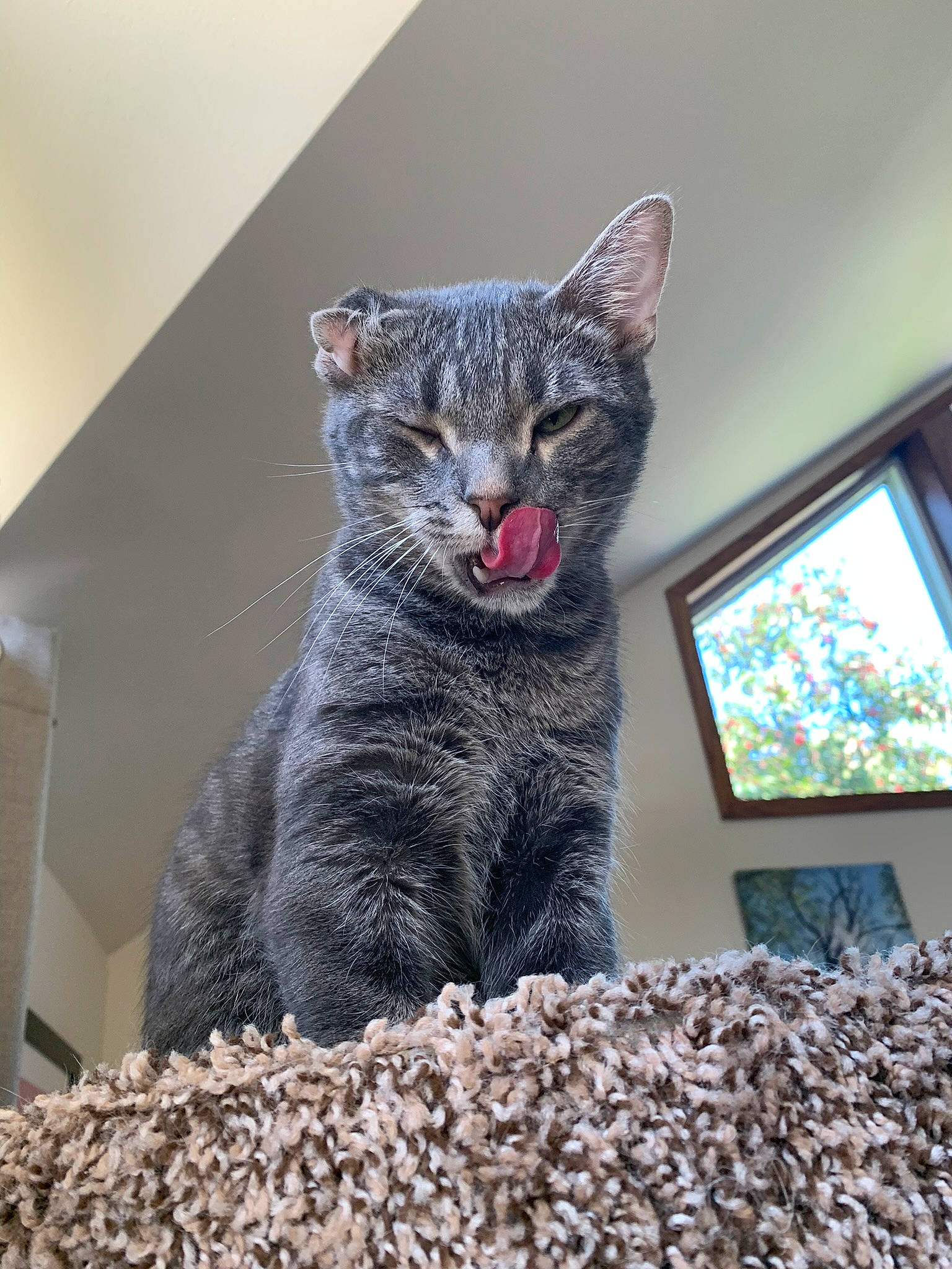 Bruno is registered to the contest to win money with this photo: art, carnivore, cat, cat_supply, domestic_short_haired_cat, felidae, fur, grey, plant, small_to_medium_sized_cats, snout, tail, terrestrial_animal, whiskers, window