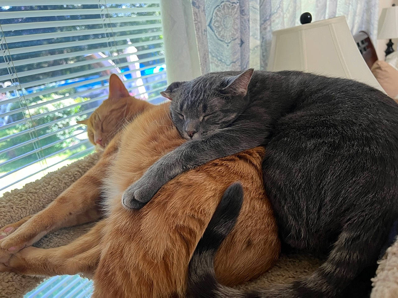 Bruno joined the competition — help win amazing prizes! carnivore, cat, claw, comfort, domestic_short_haired_cat, felidae, fur, grass, human_leg, nap, paper_towel, paw, small_to_medium_sized_cats, snout, tail, terrestrial_animal, whiskers, window, window_blind, wood