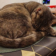 Mia participe au concours pour gagner de l'argent avec cette photo : animal, cat, close_up, cozy, curled_up, cute, domestic_cat, ear, feline, fur, indoor, pattern, pet, relaxed, resting, sleeping, tabby, tablecloth, tail, whiskers