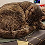 animal, cat, close_up, cozy, curled_up, cute, domestic_cat, ear, feline, fur, indoor, pattern, pet, relaxed, resting, sleeping, tabby, tablecloth, tail, whiskers