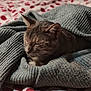 Mia a rejoint le concours — aidez-le/la à gagner de superbes lots ! bed, blanket, cat, close_up, cozy, cute, feline, gray, indoor, knit_sweater, pattern, pet, red, relaxed, resting, sleeping, tabby, textile, warm, whiskers