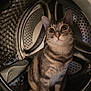 animal, appliance, cat, close_up, curious, cute, domestic, feline, fur, indoor, looking_up, machine, metal, pet, reflection, sitting, tabby_cat, washing_machine, whiskers, wide_eyes