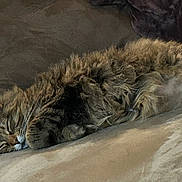 Jade is registered to the contest to win money with this photo: cat, tabby, sleeping, feline, fur, cozy, couch, pet, indoor, resting, animal, whiskers, cute, relaxed, home, domestic, soft, nap, comfort, fluffy