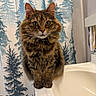 Jade is registered to the contest to win money with this photo: cat, tabby_cat, fluffy_fur, pet, indoor, bathroom, sink, shower_curtain, pine_tree_pattern, curious, perched, brown_fur, whiskers, ears, eyes, close_up, portrait, animal, feline, home