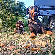 Kalya Tina participe au concours pour gagner de l'argent avec cette photo : animal, canine, car, collar, daylight, dog, fur, grass, leaf, mammal, nature, outdoor, panting, park, pet, playful, relaxing, summer, tree, vehicle