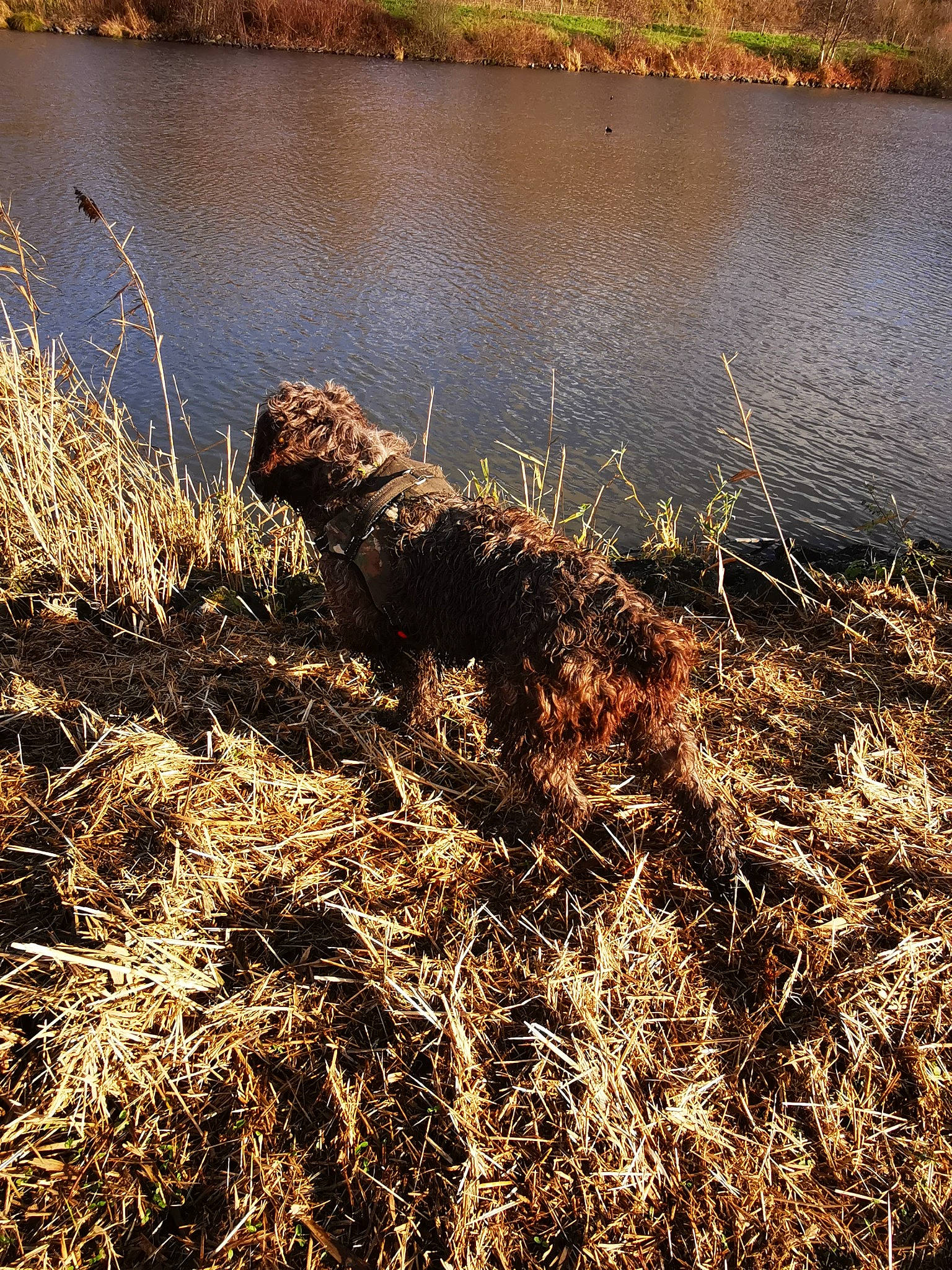 Tina participe au concours pour gagner de l'argent avec cette photo : bank, carnivore, freshwater_marsh, grass, grass_family, grassland, lacustrine_plain, lake, landscape, natural_landscape, people_in_nature, plant, plant_community, prairie, soil, sporting_group, tidal_marsh, water, wetland, wood