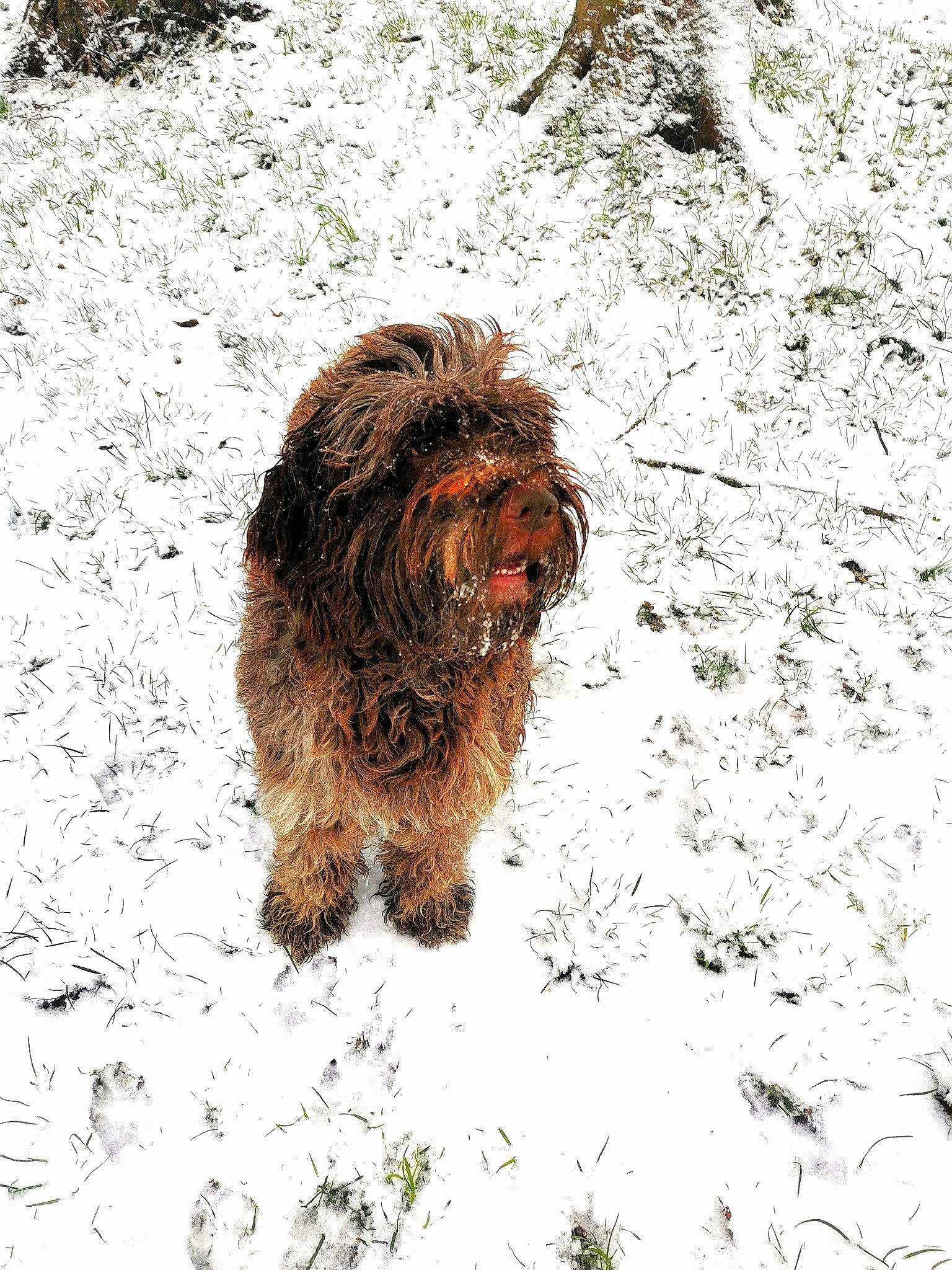Tina participe au concours pour gagner de l'argent avec cette photo : canidae, carnivore, companion_dog, dog, dog_breed, fur, hunting_dog, liver, small_terrier, snout, snow, soil, sporting_group, tail, terrestrial_animal, terrier, toy_dog, water_dog, winter, working_animal