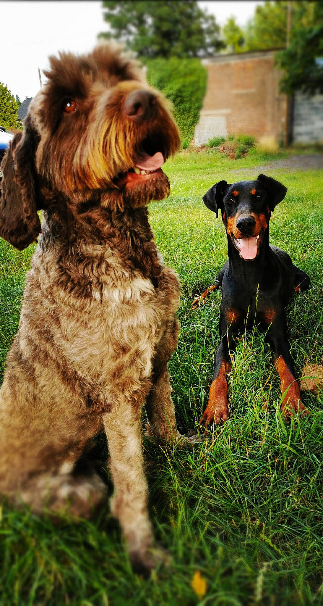 Tina participe au concours pour gagner de l'argent avec cette photo : canidae, carnivore, collar, companion_dog, dog, dog_breed, dog_collar, dog_supply, fur, grass, green, hunting_dog, liver, plant, sporting_group, terrier, tree, water_dog, working_animal, working_dog