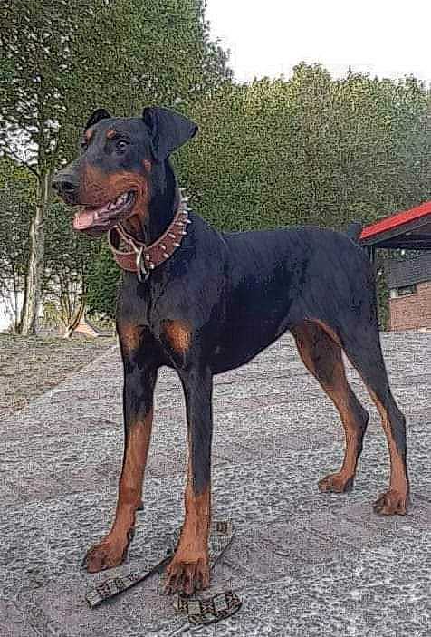 Kalya participe au concours pour gagner de l'argent avec cette photo : canis_panther, carnivore, collar, companion_dog, dobermann, dog, dog_breed, dog_collar, dog_supply, fawn, guard_dog, hunting_dog, liver, pet_supply, sky, snout, sporting_group, tree, working_animal, working_dog