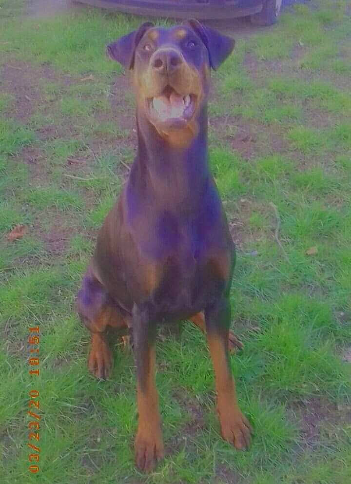 Kalya participe au concours pour gagner de l'argent avec cette photo : ancient_dog_breeds, art, carnivore, companion_dog, dog, dog_breed, fawn, grass, grassland, guard_dog, hat, liver, livestock, plant, snout, sporting_group, tail, terrestrial_animal, working_animal, working_dog