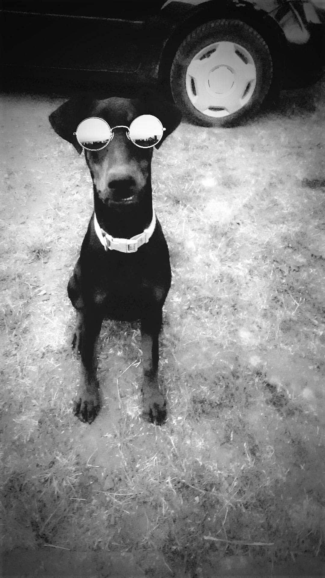 Kalya participe au concours pour gagner de l'argent avec cette photo : black, black_and_white, carnivore, collar, companion_dog, darkness, dog, dog_breed, eyewear, flash_photography, grey, monochrome, monochrome_photography, snout, style, sunglasses, toy_dog, wheel, whiskers, working_animal