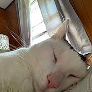 Peter is registered to the contest to win money with this photo: cat, sleeping, close_up, indoor, window, curtains, lamp, wood_paneling, white_fur, black_markings, pink_nose, whiskers, cozy, nap, relaxation, daylight, home, feline, pet, resting