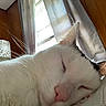 cat, sleeping, close_up, indoor, window, curtains, lamp, wood_paneling, white_fur, black_markings, pink_nose, whiskers, cozy, nap, relaxation, daylight, home, feline, pet, resting
