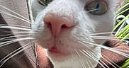 Peter joined the competition — help win amazing prizes! cat, white_cat, close_up, pink_nose, whiskers, green_eyes, curious, pet, indoor, cushion, brown_fabric, window, curtains, plant, wooden_floor, furniture, domestic_animal, close_range, face, animal