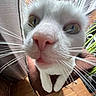 cat, white_cat, close_up, pink_nose, whiskers, green_eyes, curious, pet, indoor, cushion, brown_fabric, window, curtains, plant, wooden_floor, furniture, domestic_animal, close_range, face, animal