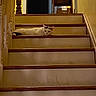Peter joined the competition — help win amazing prizes! cat, stairs, indoor, furniture, wood, yellow_wall, relaxing, pet, animal, domestic, step, resting, quiet, home, wooden_railing, cozy, calm, black_and_white_cat, floor, house