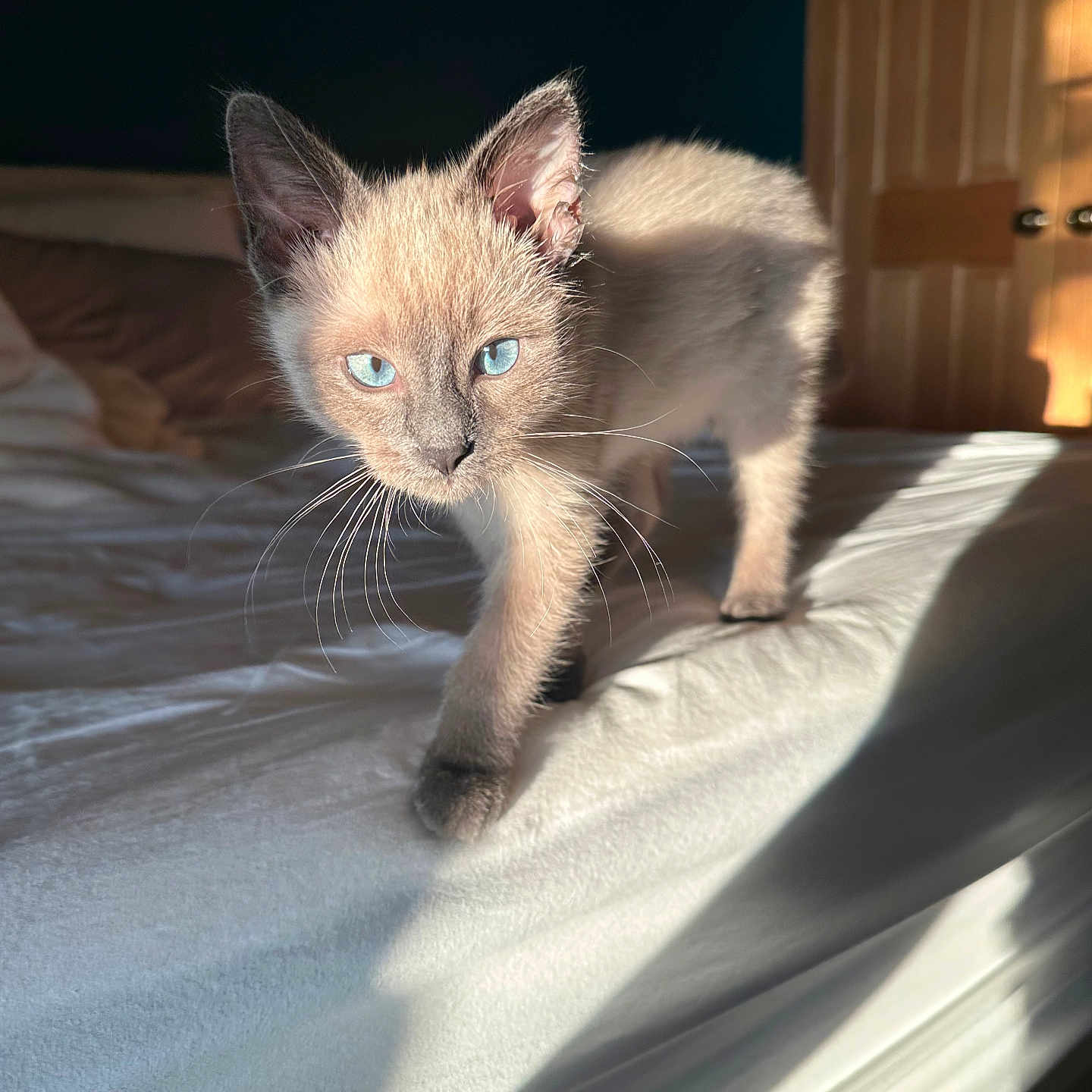 Olli joined the competition — help win amazing prizes! abyssinian, animal, bed, bedroom, cat, furniture, indoors, kitten, manx, pet, room, siamese, wood