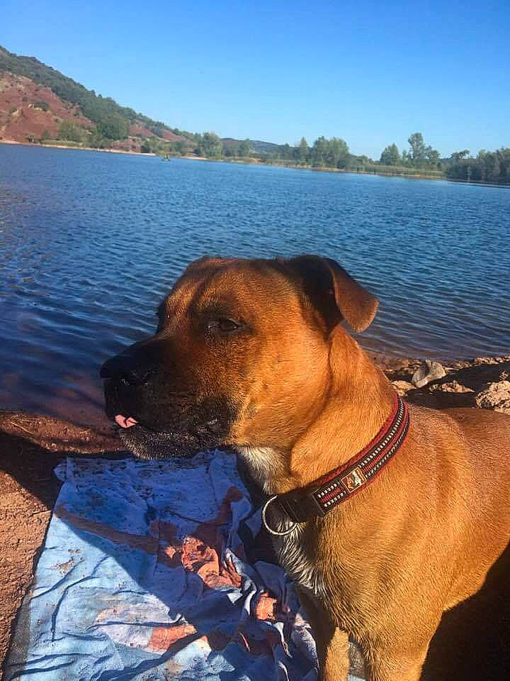 Négan a rejoint le concours — aidez-le/la à gagner de superbes lots ! alano_espanol, black_mouth_cur, boerboel, bullmastiff, canidae, carnivore, collar, dog, dog_breed, dog_collar, fawn, mammal, sky, snout, tosa, vertebrate