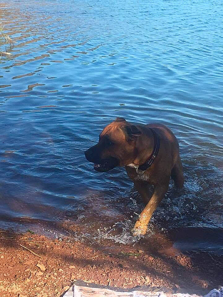 Négan participe au concours pour gagner de l'argent avec cette photo : american_pit_bull_terrier, boerboel, bullmastiff, canidae, carnivore, dog, dog_breed, fawn, perro_de_presa_mallorquin, staffordshire_bull_terrier, tosa, water, working_dog