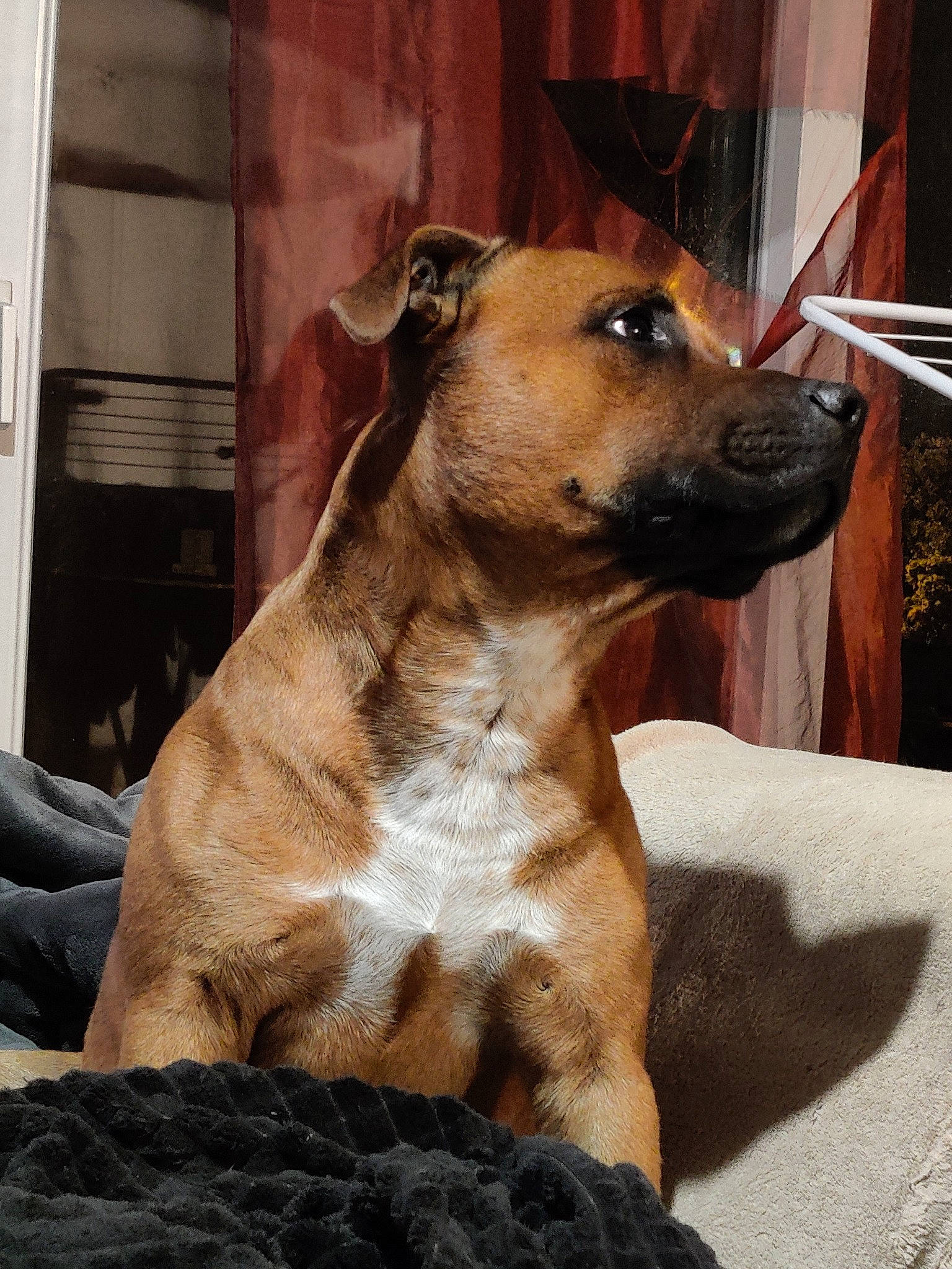 Négan a rejoint le concours — aidez-le/la à gagner de superbes lots ! alano_espanol, alaunt, black_mouth_cur, canidae, carnivore, cimarron_uruguayo, dog, dog_breed, fawn, mammal, non_sporting_group, snout, sporting_group, vertebrate, whiskers