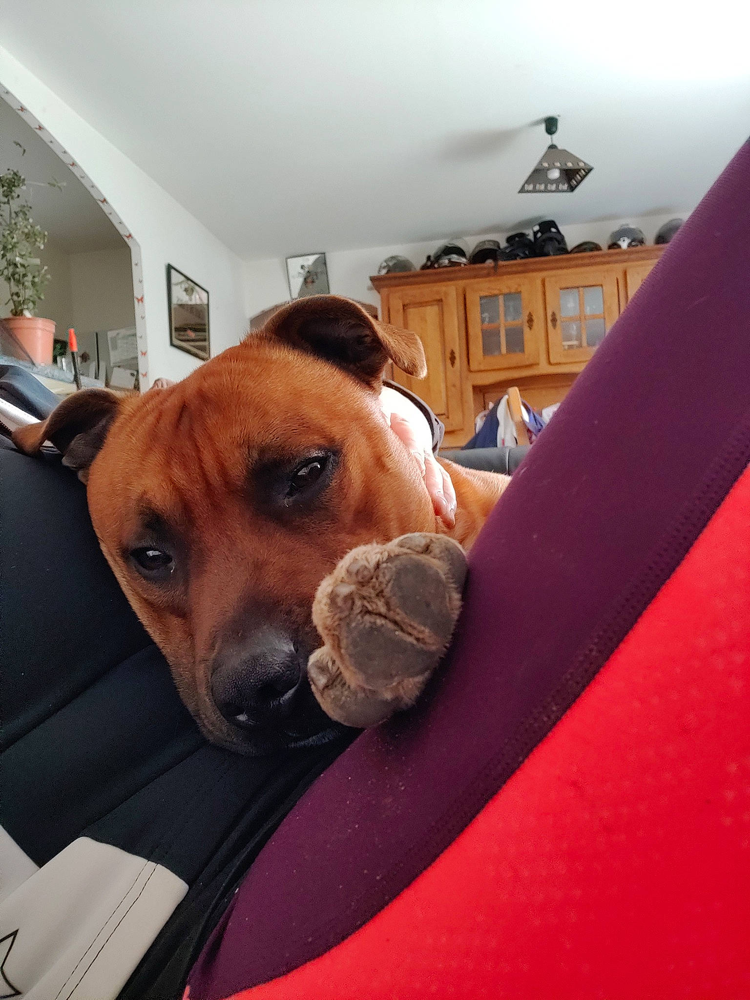 Négan participe au concours pour gagner de l'argent avec cette photo : black_mouth_cur, canidae, carnivore, companion_dog, dog, dog_breed, fawn, mammal, puggle, rhodesian_ridgeback, snout, staffordshire_bull_terrier