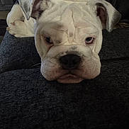 Rocky joined the competition — help win amazing prizes! dog, bulldog, pet, animal, sleepy, wrinkles, face, ears, nose, fur, indoor, resting, closeup, cute, expression, texture, dark, black, white, relaxing