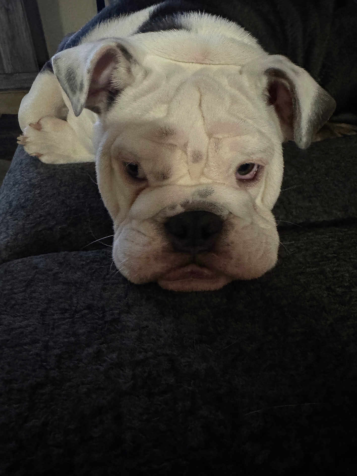 Rocky joined the competition — help win amazing prizes! dog, bulldog, pet, animal, sleepy, wrinkles, face, ears, nose, fur, indoor, resting, closeup, cute, expression, texture, dark, black, white, relaxing