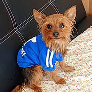 Snoopy participe au concours pour gagner de l'argent avec cette photo : dog, small_dog, puppy, yorkshire_terrier, pet, animal, blue_shirt, clothing, sitting, long_hair, brown_fur, floppy_ears, upright_ears, black_nose, indoors, couch, blanket, floral_pattern, portrait, cute