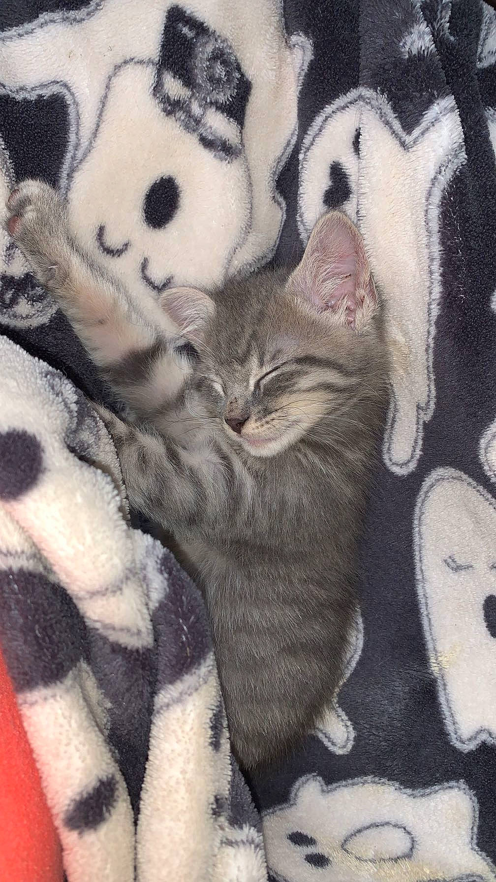 Cosmo is registered to the contest to win money with this photo: art, carnivore, cat, comfort, domestic_short_haired_cat, felidae, fur, grey, hug, illustration, nap, painting, pattern, paw, small_to_medium_sized_cats, snout, tail, textile, visual_arts, whiskers