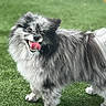 dog, fluffy, gray, black, tongue_out, happy, pet, canine, grass, outdoor, animal, portrait, cute, smiling, fur, standing, nature, friendly, small_dog, playful