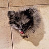 Harley is registered to the contest to win money with this photo: kitten, cat, fluffy, long_hair, black_and_gray, tongue_out, licking, looking_up, big_eyes, cute, pet, animal, indoor, tile_floor, bathroom, portrait, closeup, fur, whiskers, playful
