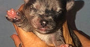 Harley joined the competition — help win amazing prizes! puppy, dog, sleeping, newborn, small, animal, pet, face, paws, pink_paws, black_and_brown, fur, nose, closed_eyes, being_held, human_hand, portrait, close_up, indoors, adorable