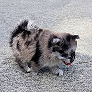 Harley joined the competition — help win amazing prizes! kitten, cat, fluffy, gray_fur, long_hair, animal, pet, young_animal, walking, crouching, tongue_out, open_mouth, ears, paws, tail, carpet, indoor, closeup, adorable, playful