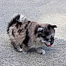 kitten, cat, fluffy, gray_fur, long_hair, animal, pet, young_animal, walking, crouching, tongue_out, open_mouth, ears, paws, tail, carpet, indoor, closeup, adorable, playful