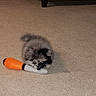 Harley joined the competition — help win amazing prizes! cat, kitten, fluffy, fur, pet, animal, toy, carrot_toy, carpet, indoors, home, floor, sitting, crouching, face, eyes, whiskers, gray_fur, playful, portrait