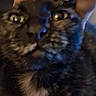 animal, blurred, cat, close_up, cute, domestic, expression, face, funny, fur, hand, head, indoor, mammal, pet, surprise, tortoiseshell, touching, whiskers, wide_eyes
