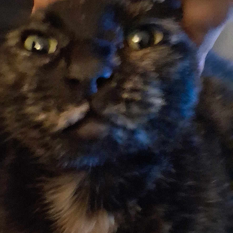 Nala