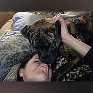 Kodiak is registered to the contest to win money with this photo: dog, brindle_dog, pet, person, face, selfie, nose_boop, affectionate, playful, bed, pillow, blanket, bedroom, indoors, cuddling, petting, close_up, funny, animal, portrait
