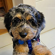 Bailey joined the competition — help win amazing prizes! puppy, dog, pet, fluffy, cute, indoor, floor, tile, collar, blue, paw, fur, animal, companion, young, adorable, brown, black, white, friendly