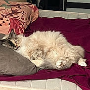 Oki participe au concours pour gagner de l'argent avec cette photo : cat, sleeping_cat, fluffy, bed, pillow, blanket, mattress, comforter, fur, paw, whiskers, indoor, bedroom, cozy, nap, pet, curled_up, lamp, patterned_pillow, relaxed