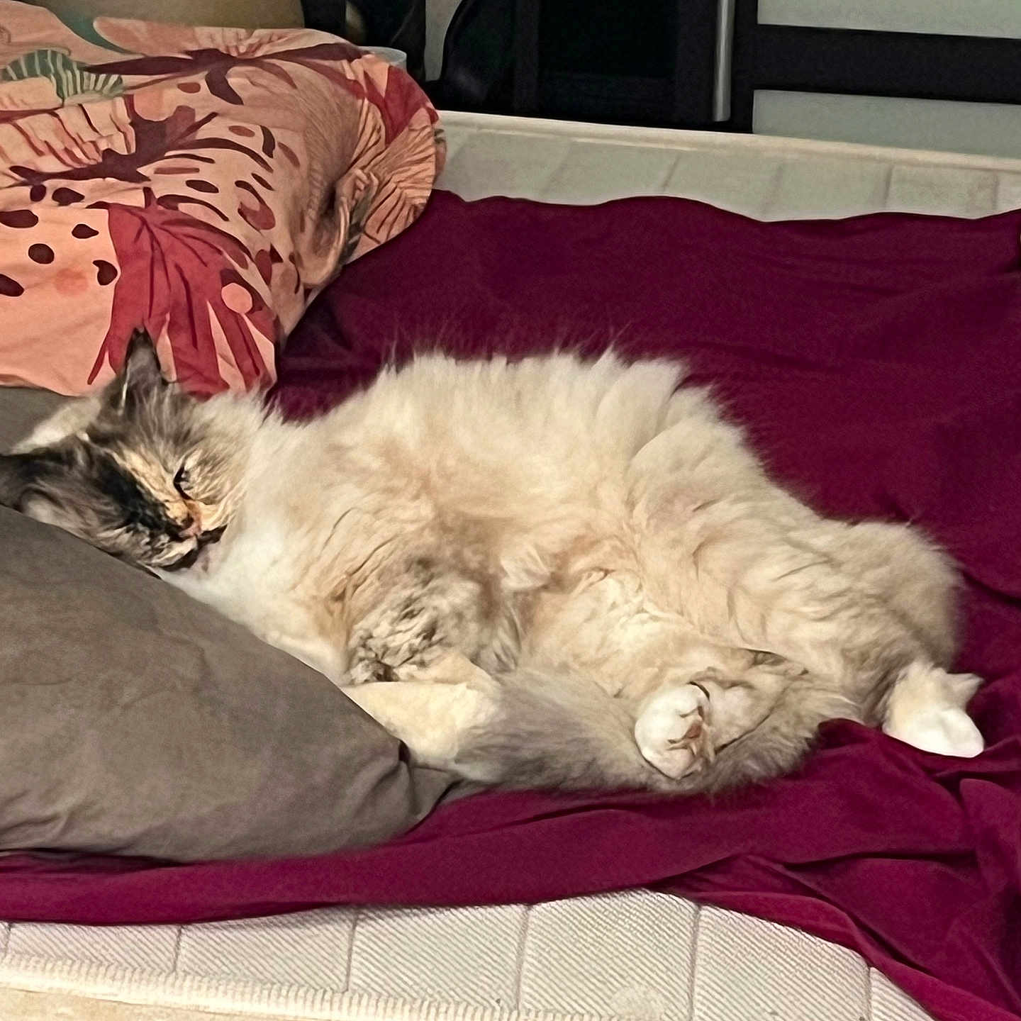 Oki participe au concours pour gagner de l'argent avec cette photo : bed, bedroom, blanket, cat, comforter, cozy, curled_up, fluffy, fur, indoor, lamp, mattress, nap, patterned_pillow, paw, pet, pillow, relaxed, sleeping_cat, whiskers