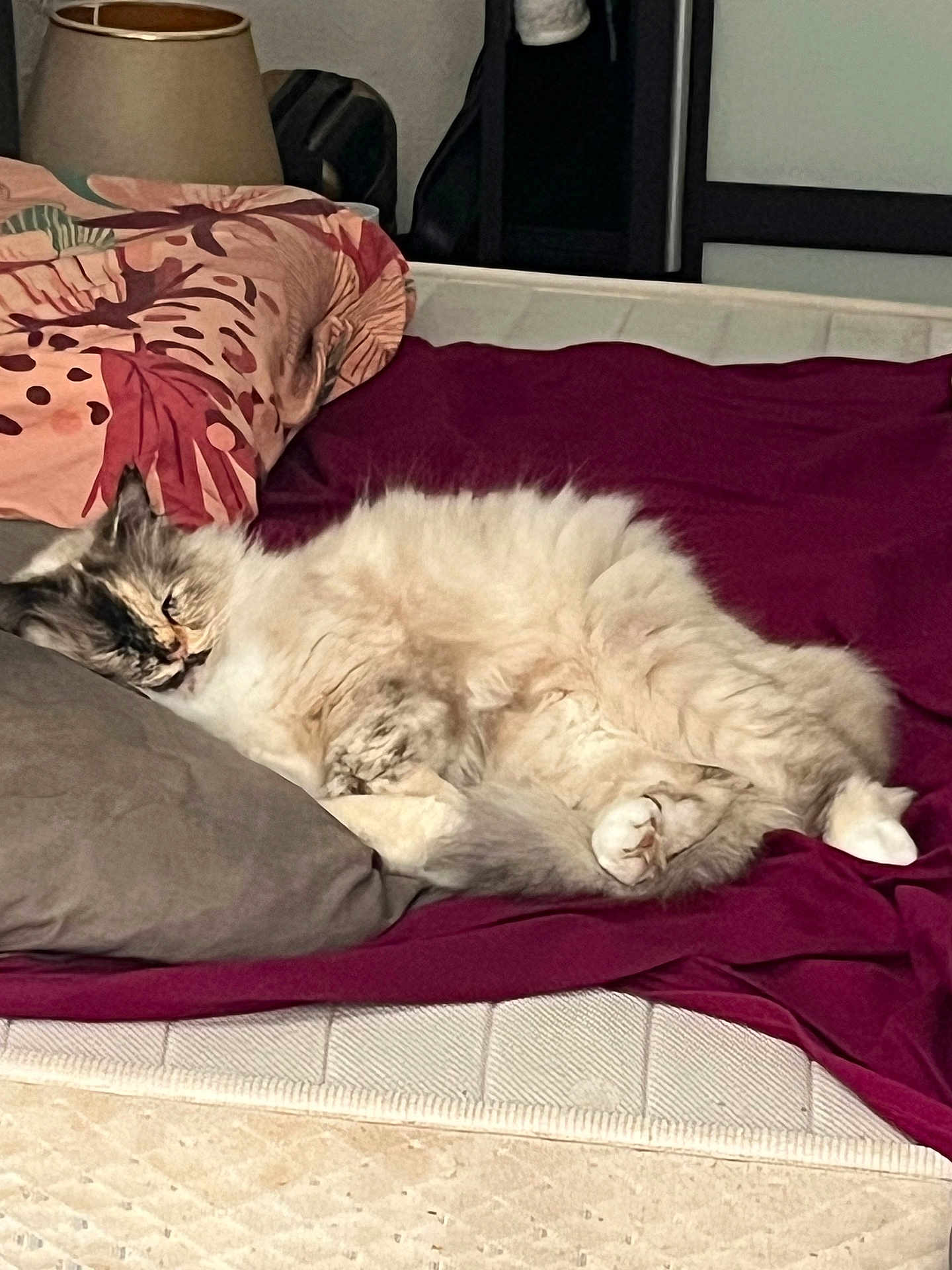 Oki participe au concours pour gagner de l'argent avec cette photo : cat, sleeping_cat, fluffy, bed, pillow, blanket, mattress, comforter, fur, paw, whiskers, indoor, bedroom, cozy, nap, pet, curled_up, lamp, patterned_pillow, relaxed