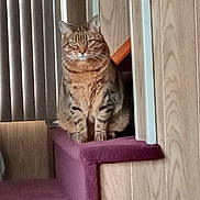 Rory is registered to the contest to win money with this photo: cat, tabby_cat, indoor, staircase, carpet, purple_carpet, wood_paneling, vertical_blinds, pet, feline, sitting, looking, domestic_animal, fur, whiskers, ears, paws, eyes, home, cozy