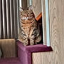 cat, tabby_cat, indoor, staircase, carpet, purple_carpet, wood_paneling, vertical_blinds, pet, feline, sitting, looking, domestic_animal, fur, whiskers, ears, paws, eyes, home, cozy