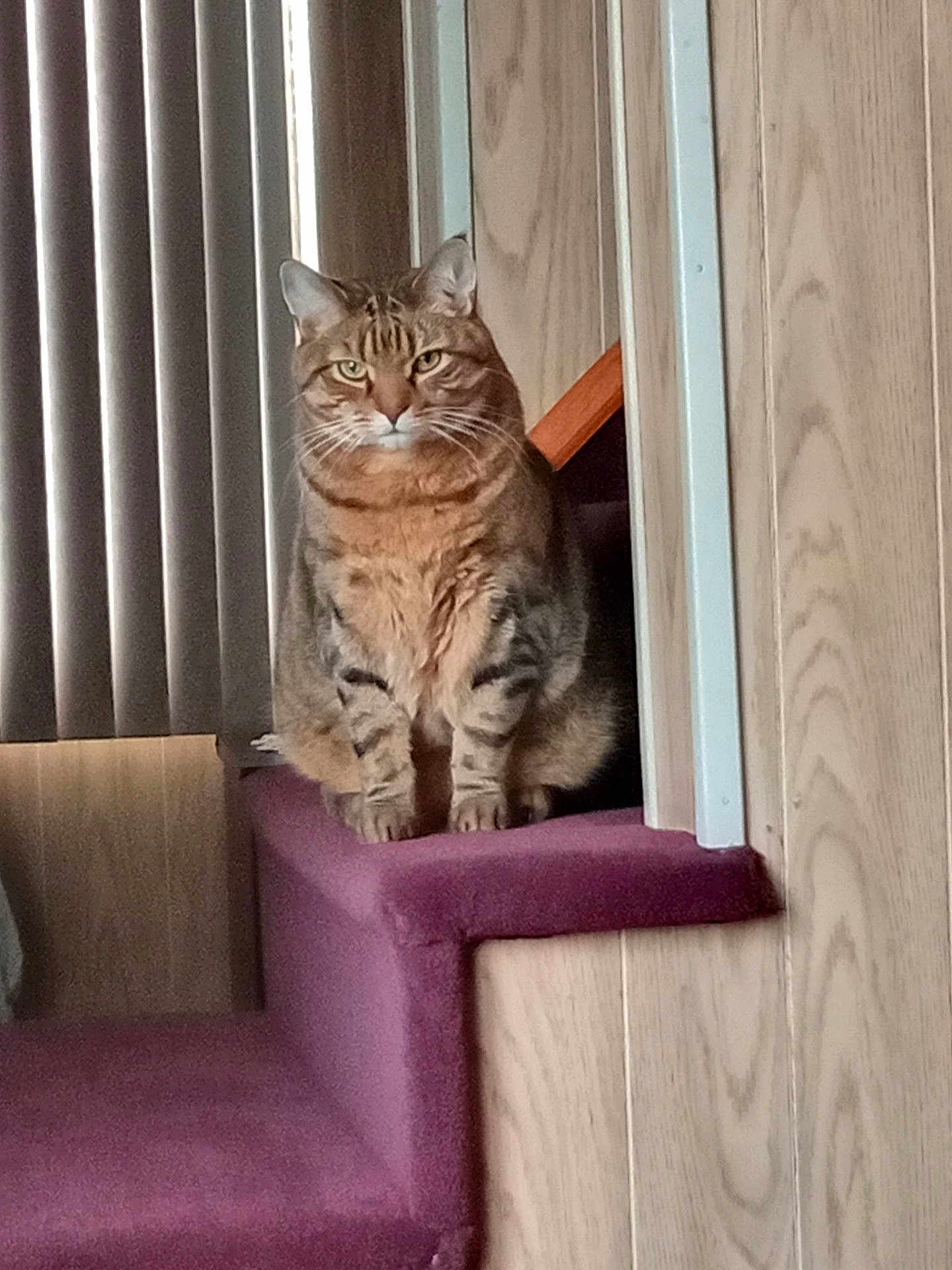 Rory is registered to the contest to win money with this photo: cat, tabby_cat, indoor, staircase, carpet, purple_carpet, wood_paneling, vertical_blinds, pet, feline, sitting, looking, domestic_animal, fur, whiskers, ears, paws, eyes, home, cozy