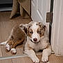 dog, puppy, blue_eyes, paw, collar, fur, indoor, doorway, door_hinge, blanket, rug, hardwood_floor, laying_down, cute, portrait, resting, home_interior, brown_and_white, animal, pet