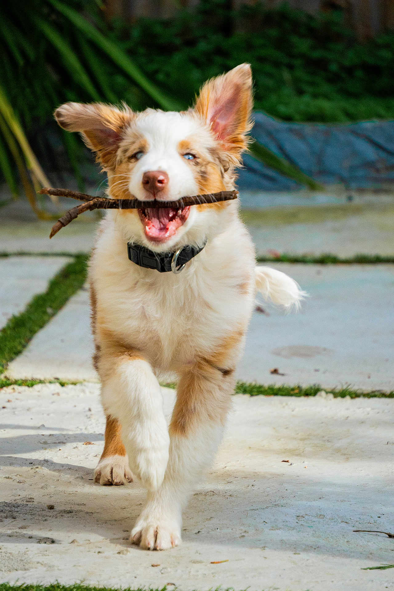 Oakley is registered to the contest to win money with this photo: dog, puppy, running, stick, outdoors, collar, joyful, blurred_background, pavement, grass, fur, ears, tongue, playful, motion, portrait, closeup, sunlight, smile, pet