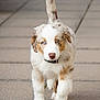 Oakley is registered to the contest to win money with this photo: dog, puppy, australian_shepherd, blue_eyes, fluffy, fur, walking, pavement, sidewalk, collar, tail, paw, nose, young, pet, outdoor, portrait, single_animal, cute, inquisitive
