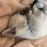 adorable, animal, blanket, comfort, cozy, cute, feline, fur, indoor, kitten, paw, peaceful, pet, relaxed, resting, sleeping, small, snuggled, soft, whiskers